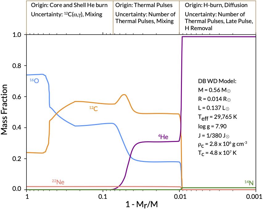 Composition profiles of a typical white dwarf